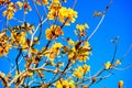 blooming Guayacan or Handroanthus chrysanthus or Golden Bell Tree Royalty Free Stock Photo