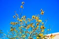 blooming Guayacan or Handroanthus chrysanthus or Golden Bell Tree Royalty Free Stock Photo