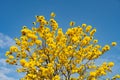 a blooming Guayacan or Handroanthus chrysanthus or Golden Bell Tree under blue sky Royalty Free Stock Photo