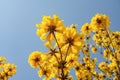 a blooming Guayacan or Handroanthus chrysanthus or Golden Bell Tree under blue sky Royalty Free Stock Photo