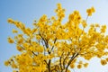 a blooming Guayacan or Handroanthus chrysanthus or Golden Bell Tree under blue sky Royalty Free Stock Photo