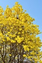 Blooming Guayacan or Handroanthus chrysanth. Royalty Free Stock Photo