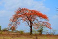 A blooming Gulmohar tree Royalty Free Stock Photo