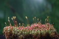 Blooming haircap moss Royalty Free Stock Photo