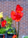 Blooming half opened red Gaum flower with brick wall background during Springtime Royalty Free Stock Photo