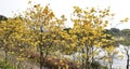 The Blooming Handroanthus chrysanthus Royalty Free Stock Photo