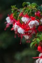 Blooming hanging flowers in a garden