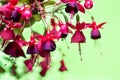 blooming hanging twig in shades of dark red fuchsia on green background, Huets Kwarts, close up