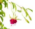 Blooming hanging twig in shades of dark red and white fuchsia is