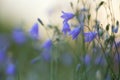 Blooming harebell, Campanula rotundifolia with dew photographed early morning