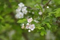 Blooming hawthorn branch