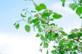 Blooming hawthorn on the branches of trees. Bunches of hawthorn flowers against the blue sky Royalty Free Stock Photo
