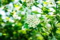 Blooming hawthorn bush in the garden Royalty Free Stock Photo