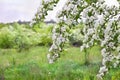 Blooming hawthorn in garden ( Crataegus monogyna ). Common names: common hawthorn, single-seeded hawthorn Royalty Free Stock Photo