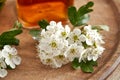 Blooming hawthorn in spring, with a bottle of herbal tincture Royalty Free Stock Photo