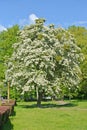 Blooming hawthorn on a sunny spring day Royalty Free Stock Photo
