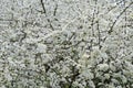 Blooming hawthorn tree Royalty Free Stock Photo