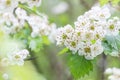 Blooming Hawthorn tree flower bush Royalty Free Stock Photo