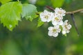 Blooming Hawthorn tree flower bush Royalty Free Stock Photo