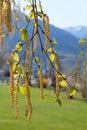 Blooming hazel catkins, blurry park background at springtime