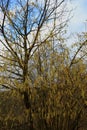 Hazel tree in early blossom, mild winter season in Germany at Middlerhine area