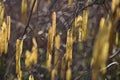 Blooming hazel on a spring day, hazelnuts, macro photo