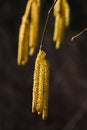 Blooming hazel on a spring day, hazelnuts, macro photo