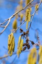 Blooming hazel tree branches during spring season