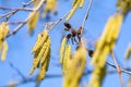 Blooming hazel tree branches during spring season