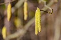 A blooming hazelnut shrub Corylus avellana in early spring Royalty Free Stock Photo