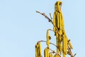 A blooming hazelnut shrub in late winter Royalty Free Stock Photo