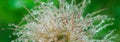 blooming head of Pulsatilla patens, Eastern pasqueflower, prairie crocus, and cutleaf anemone flower in rain. Raindrops on flower