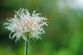 Blooming head of Pulsatilla patens, Eastern pasqueflower, prairie crocus, and cutleaf anemone flower in rain. Raindrops on flower