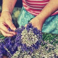 Blooming healing lavender plants  ready to bid into bunch Royalty Free Stock Photo