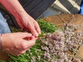 Blooming healing lavender plants  ready to bid into bunch Royalty Free Stock Photo