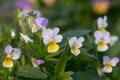 Blooming heartsease, Viola tricolor, flowers