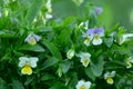 Blooming heartsease, Viola tricolor plants with dew photographed early morning