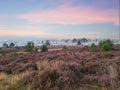 Blooming heater on the Posbank, Netherlands. Holland Nationaal Park Veluwezoom during sunrise