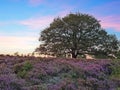 Blooming heater on the Veluwe by the Hills of the Posbank Rheden, Netherlands at sunrise