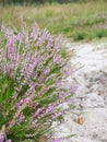 Blooming heath