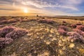 Blooming heath landscape scenery of heathland