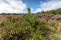 Young pine trees between the heathland Royalty Free Stock Photo