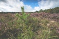 Young pine trees between the heathland Royalty Free Stock Photo