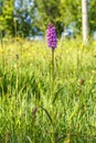 Blooming Heath spotted orchid on flowering heat meadow