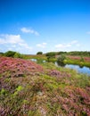 Blooming heather