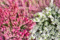 Blooming Heather Calluna, red white small flowers on a bush, background wallpaper top view. Blossom Heather vulgaris Royalty Free Stock Photo
