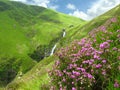 Blooming Heather, Calluna vulgaris, at Grey Mare`s Tail near Moffat, Dumfries and Galloway, Scotland, Great Britain Royalty Free Stock Photo