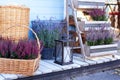 Blooming heather Calluna vulgaris and lamp with a candle in backyard in summer. Decor terrace of countryhouse. Gardening concept.