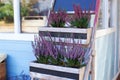 Blooming heather Calluna vulgaris in a pot in backyard of a country house. Common heather blooming small pink flowers in basket on Royalty Free Stock Photo