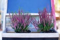 Blooming heather Calluna vulgaris in pot, flower shop. Heather vulgaris bloom of small pink flowers in basket on verande. Decorat Royalty Free Stock Photo